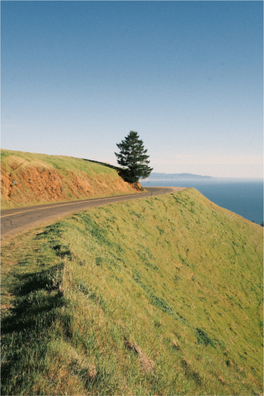 Main image Mt. Tamalpais Tree