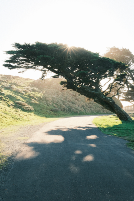 Main image Point Reyes Leaning Cyprus