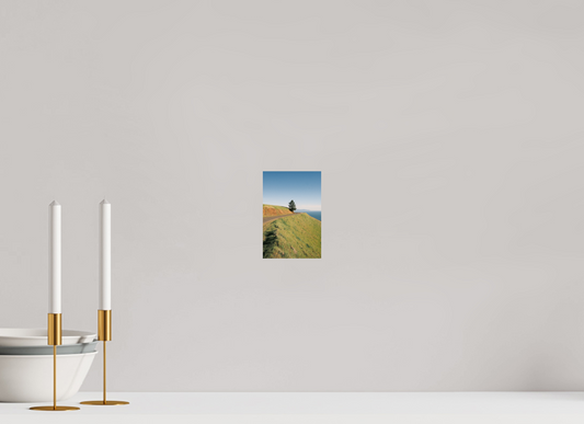 4 x 6″, Photo Print On Fuji Crystal DP II Mt. Tamalpais Tree